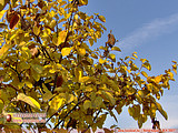 Birsalma őszi levelei